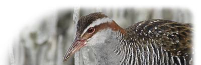 BirdingNZ.net